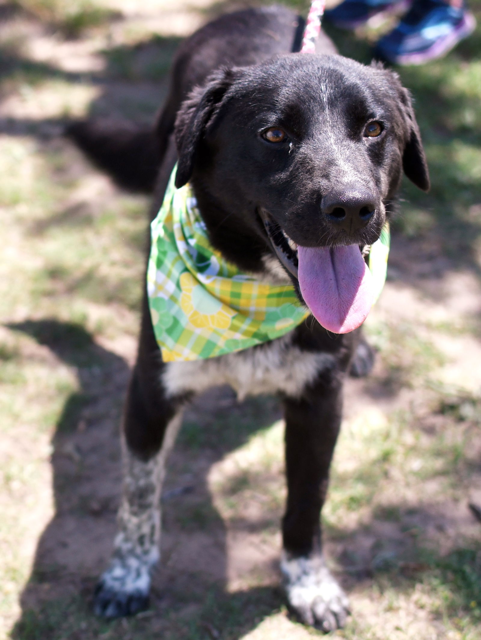 adoptable Dog in Weatherford, TX named MAX