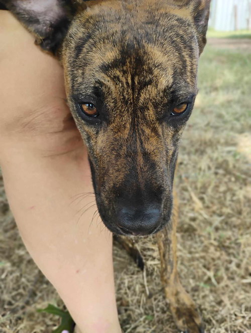 MR. WIGGLES - Plott Hound available for adoption