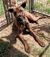 adoptable Dog in weatherford, TX named MR WIGGLES