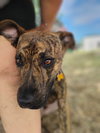 Mr. Wiggles - Photo 4