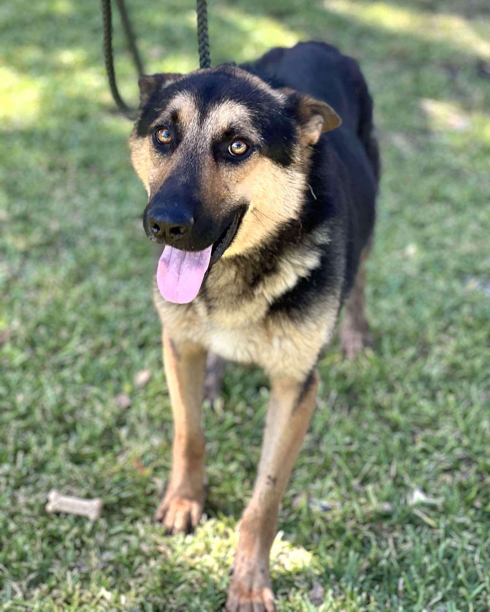 adoptable Dog in Weatherford, TX named Chuck