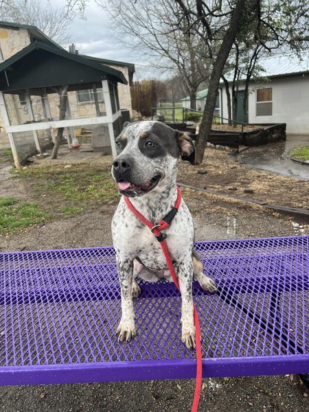 CHASSIS - Pit Bull Terrier available for adoption