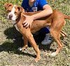 adoptable Dog in weatherford, TX named McCoy