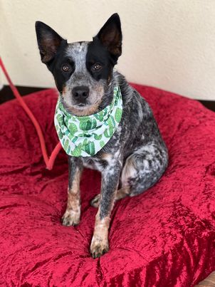 adoptable Dog in Weatherford, TX named Danny Boy