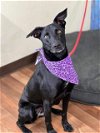 adoptable Dog in weatherford, TX named Molly