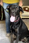 adoptable Dog in weatherford, TX named Marco