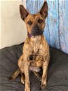 adoptable Dog in weatherford, TX named HECTOR