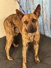HECTOR - Photo 7