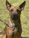 HECTOR - Photo 5