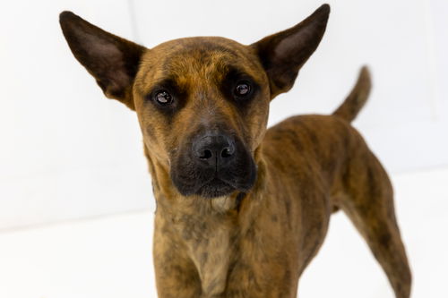 picture of the dog needing adoption