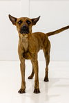 HECTOR - Photo 3