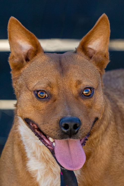 picture of the dog needing adoption