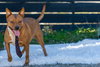 Sparky - Photo 3