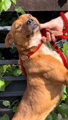 Sparky - Photo 2