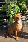 Sparky - Photo 6