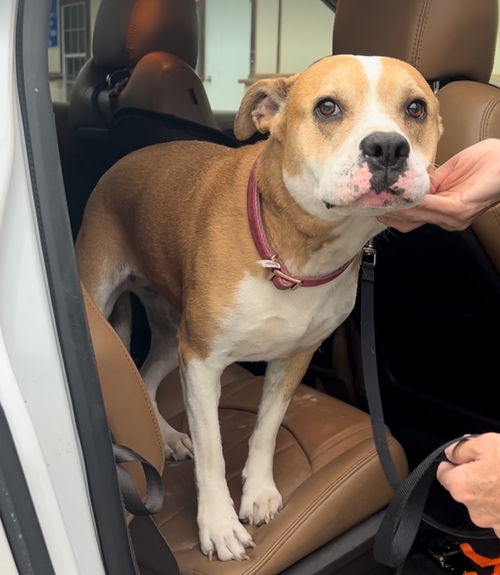 picture of the dog needing adoption