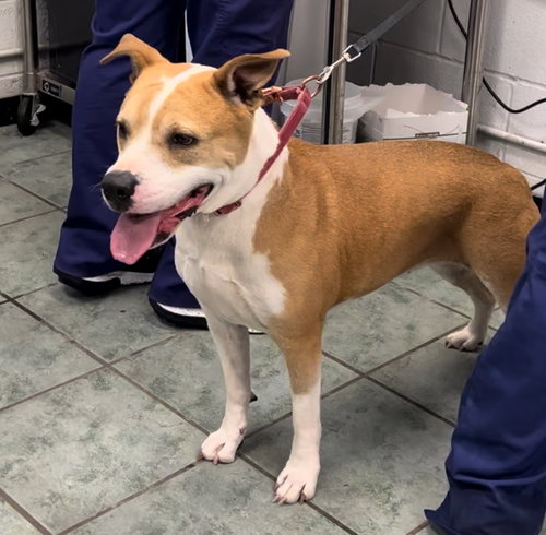 DIXIE - American Pit Bull Terrier available for adoption