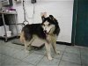 adoptable Dog in  named Lobo