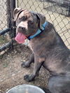 adoptable Dog in  named Hector 2