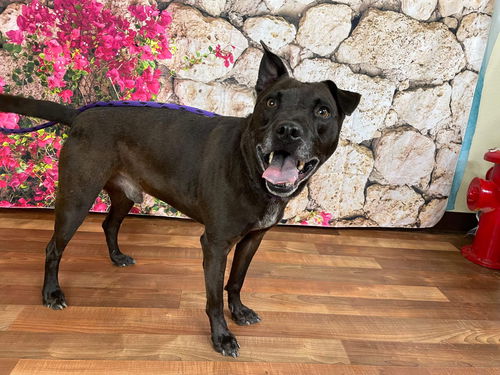 picture of the dog needing adoption