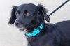adoptable Dog in  named Lillian