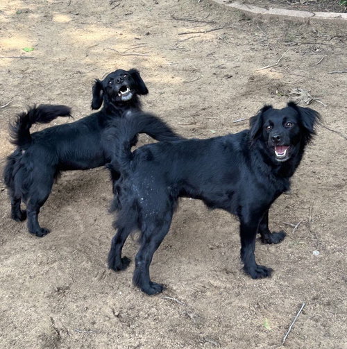 LILLIAN - Spaniel available for adoption