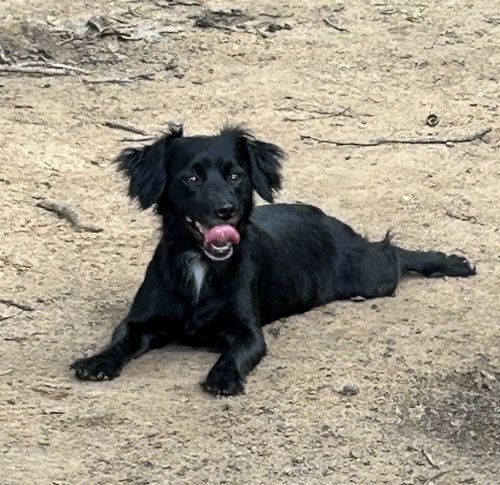 LEANNE - Spaniel available for adoption