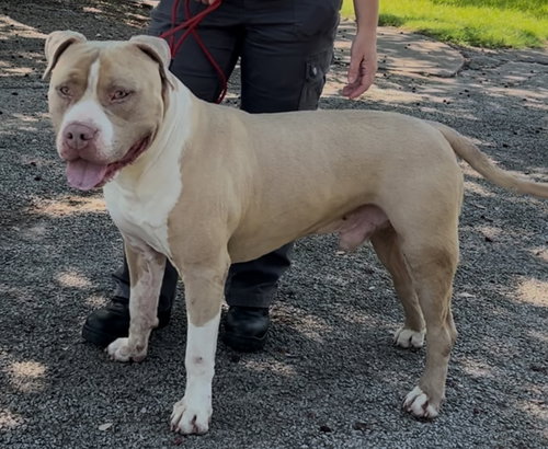 picture of the dog needing adoption