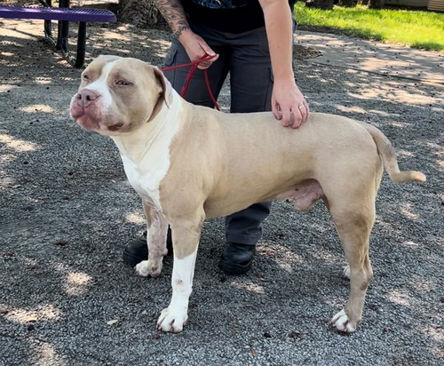 JAX - Pit Bull Terrier / Bulldog available for adoption
