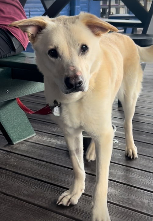 picture of the dog needing adoption