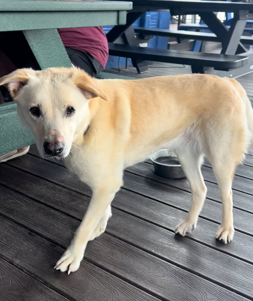 MAX (SENIOR) - Labrador Retriever available for adoption