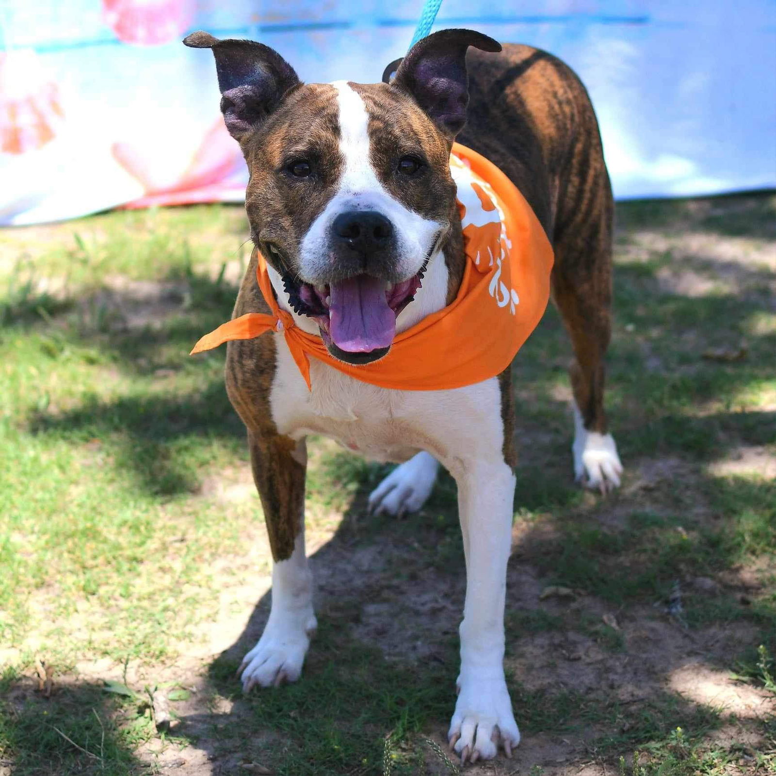 adoptable Dog in Weatherford, TX named Poppy