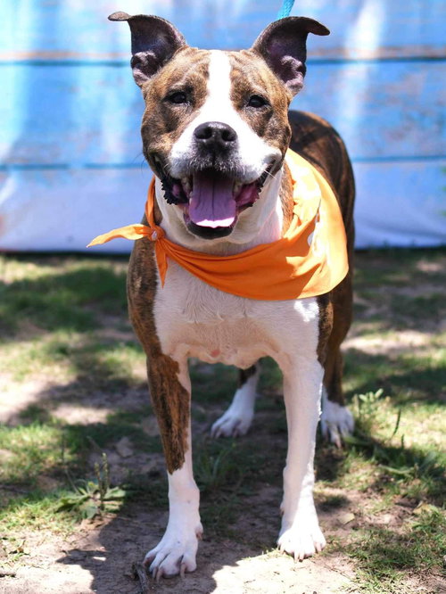 POPPY - Pit Bull Terrier available for adoption