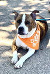 Poppy - Photo 4