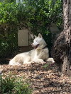 Morris - Photo 7