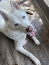 Morris - Photo 8