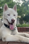 Morris - Photo 9