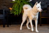 Morris - Photo 4