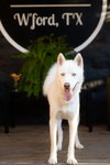 Morris - Photo 5
