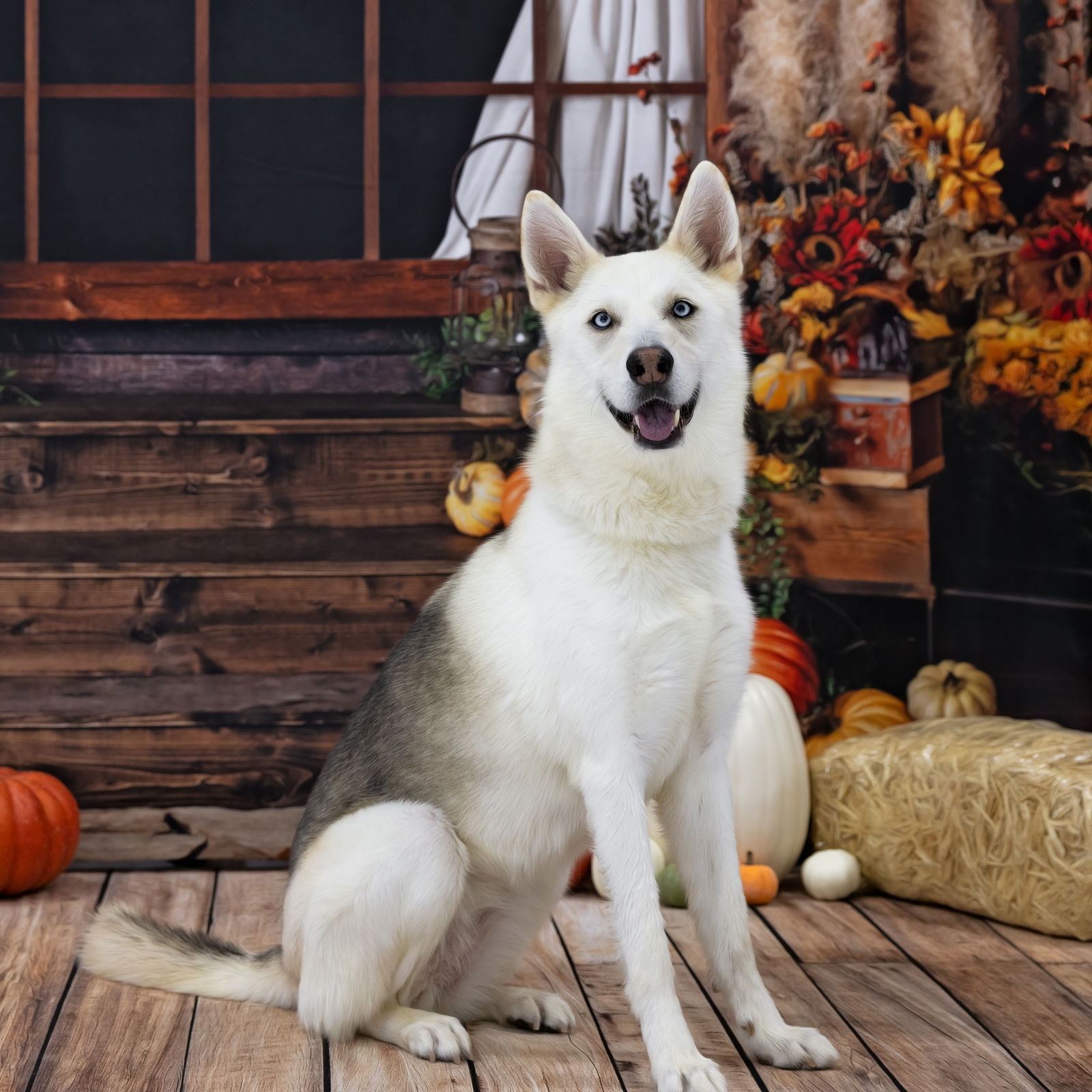 adoptable Dog in Weatherford, TX named Pumpkin