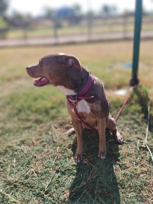 picture of the dog needing adoption