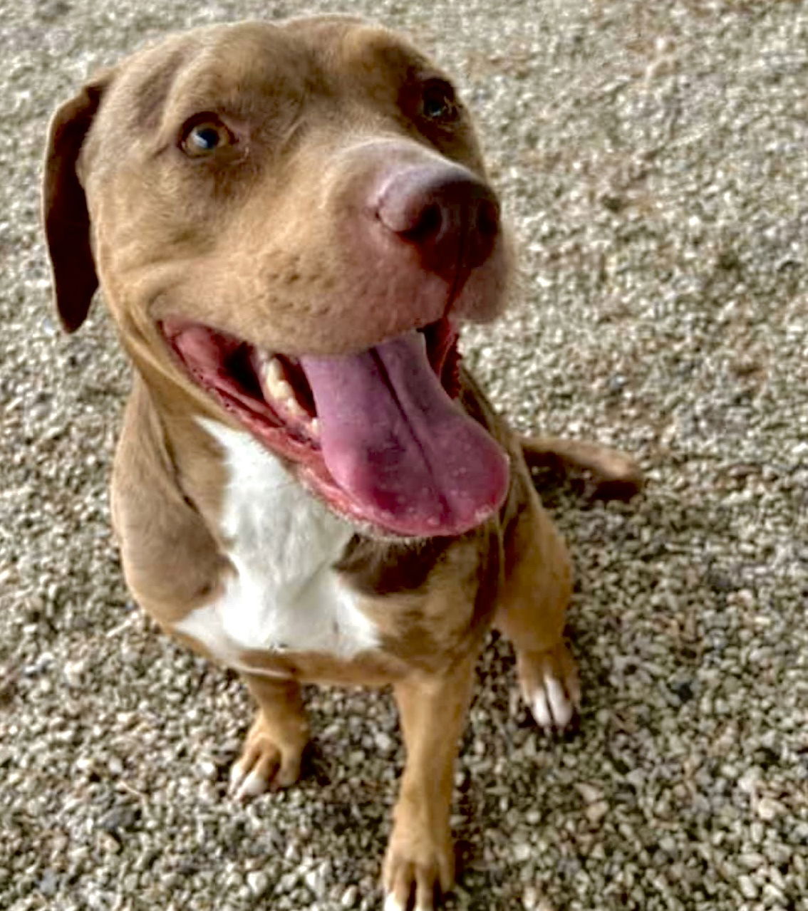 adoptable Dog in Weatherford, TX named Reya