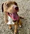 adoptable Dog in Weatherford, TX named Reya