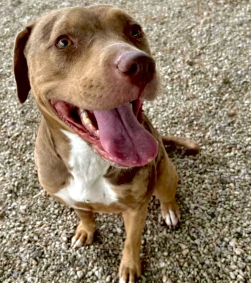 REYA - American Pit Bull Terrier / Catahoula Leopard Dog available for adoption