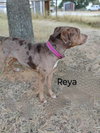 Reya - Photo 6
