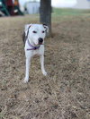 Xena - Photo 2