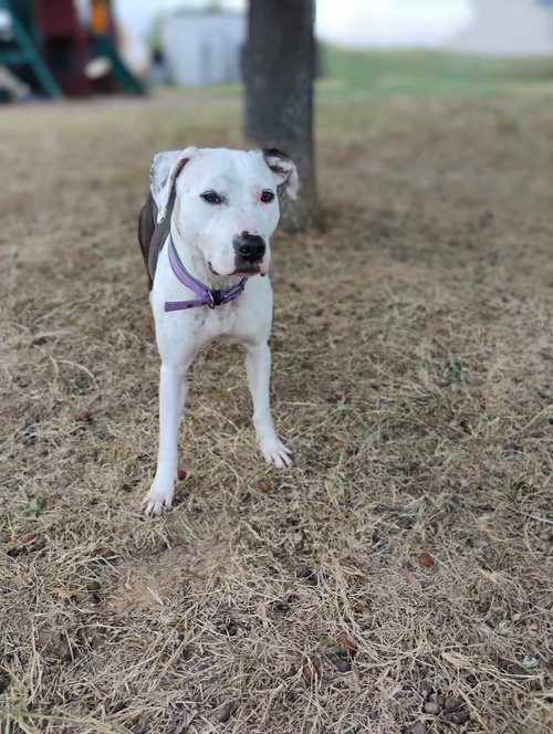 XENA - American Pit Bull Terrier available for adoption