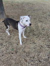 Xena - Photo 4