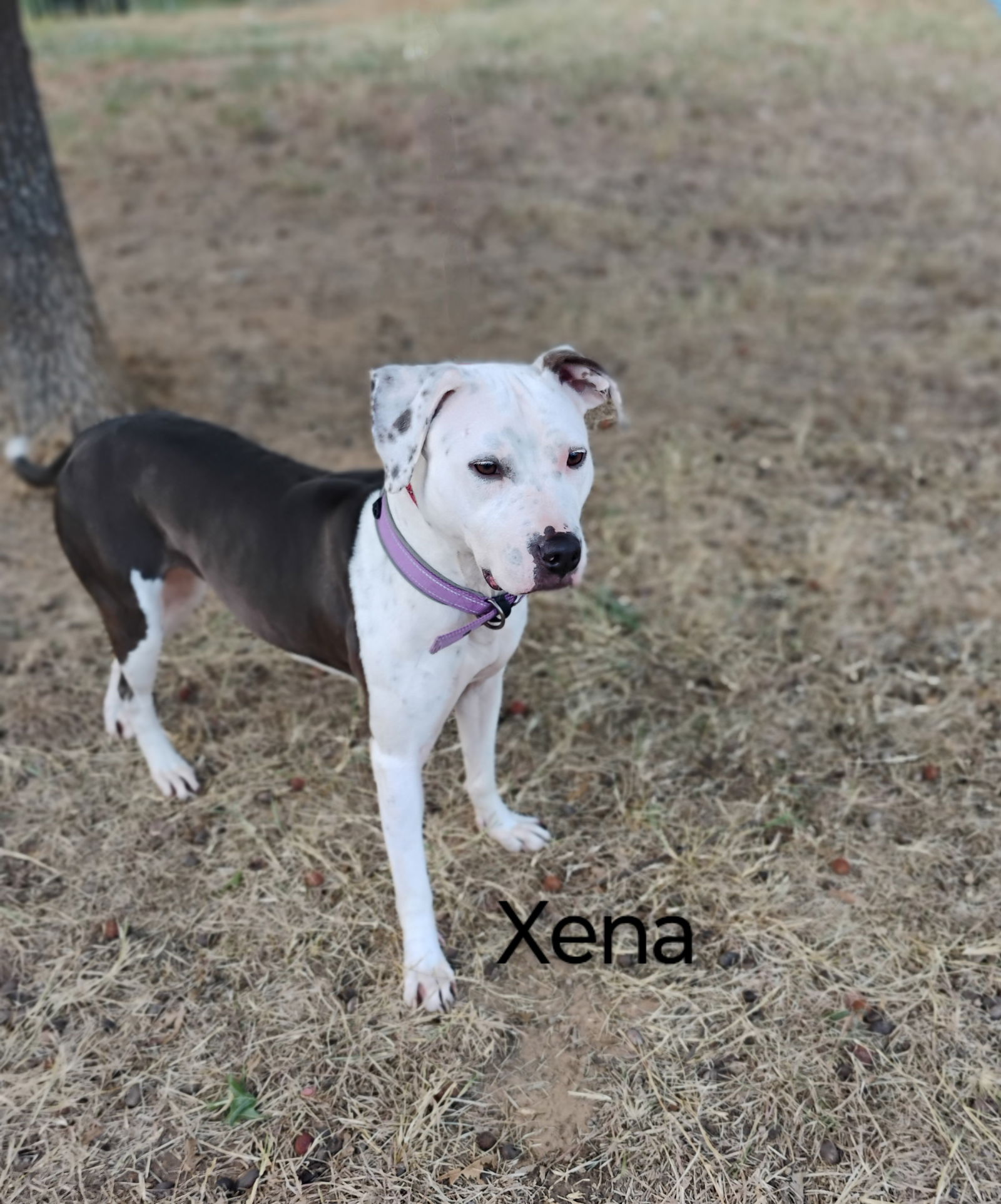 adoptable Dog in Weatherford, TX named Xena