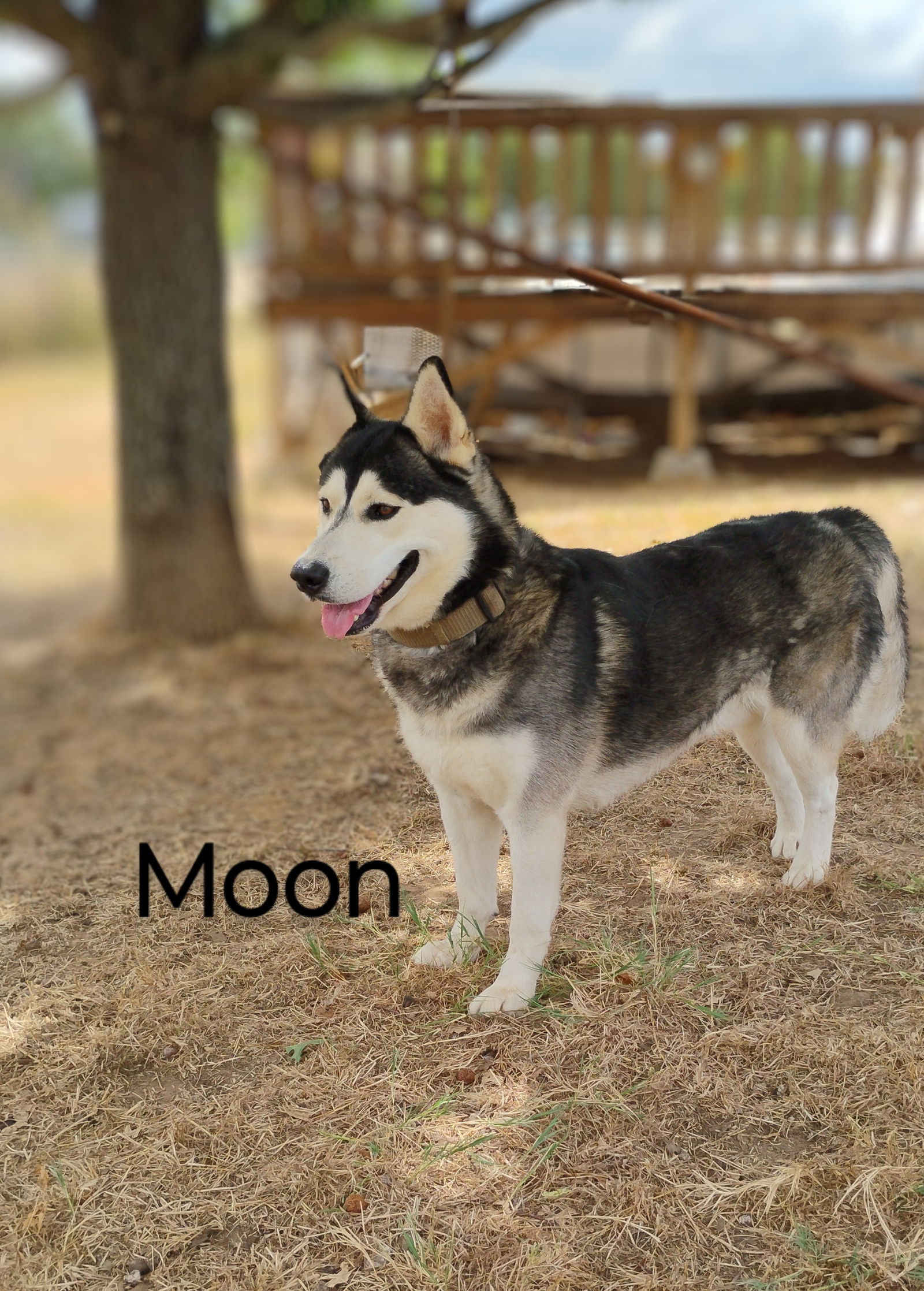 adoptable Dog in Weatherford, TX named Moon